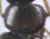 Atheta sp.